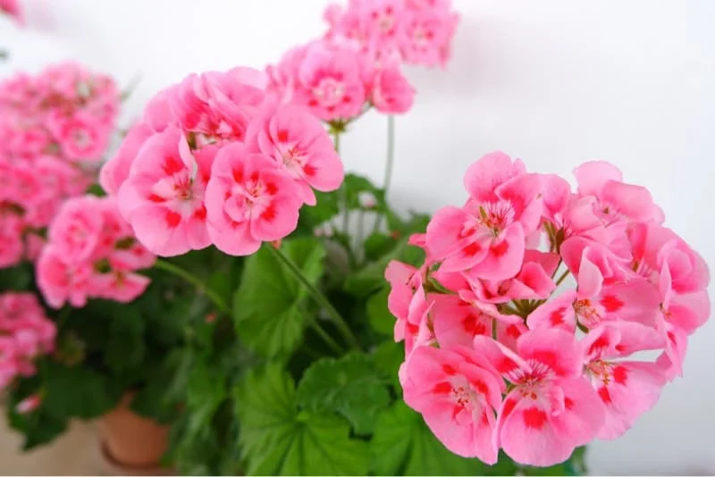Nærbillede af lyserøde pelargonier (geranium) i potte, viser blomsterklaser og mørkegrønne blade