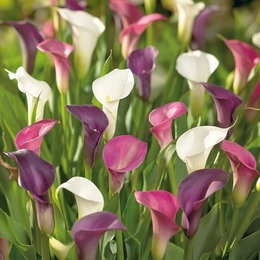 Calla Zantedeschia blomsterløg 3 stk. - Florex | Mix af hvide og violette calla Farverige Calla Zantedeschia blomster (hvid, violet og pink) fra Florex, sæt med 3 knolde, elegante trumpetformede blomster, blomstrer fra tidlig sommer til første nattefrost, ca. 50–60 cm høje