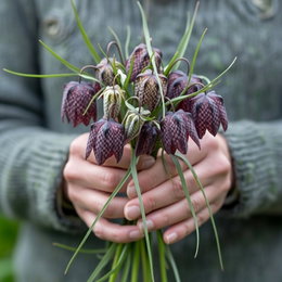 Køb Vibeæg (Fritillaria meleagris) - 15 løg | Sperli Bukket af Vibeæg (Fritillaria meleagris) med karakteristiske ternede, klokkeformede blomster i hvidt og rødt, ideel for have eller plantekasser – produkt: 15 løg fra Sperli.