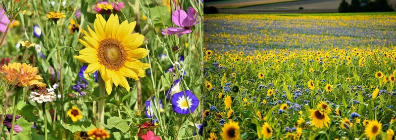 Vildblomster og solsikker – farverigt sommerblomsterfelt Nærbillede af vilde blomster med en solblomst i fokus til venstre og et stort solsikkefelt med blå og gule blomster i baggrunden til højre