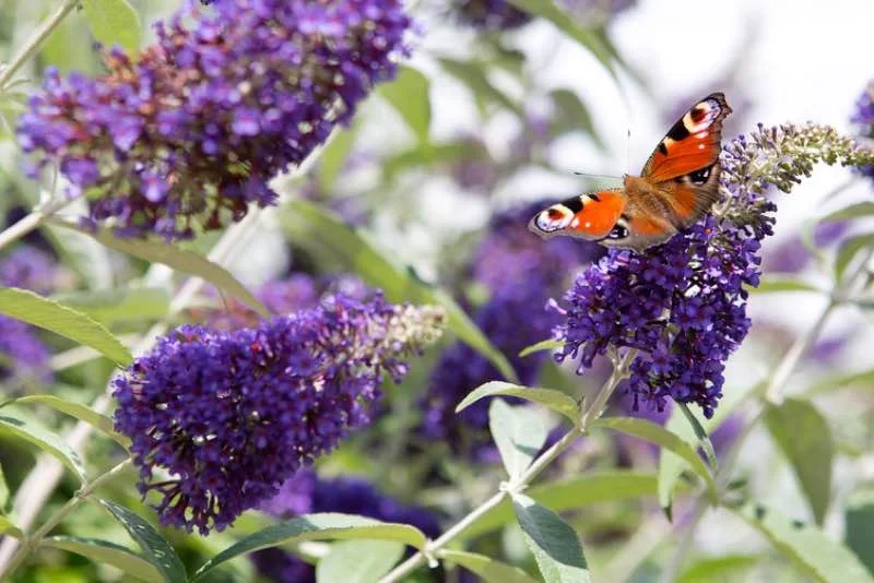 Rød-orange påfugleøje-sommerfugl sidder på en klase af lilla blomster på en sommerfuglebusk (Buddleja) med grønne blade
