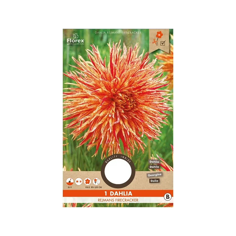 Dahlia Rejmans Firecracker orange-rød blomst