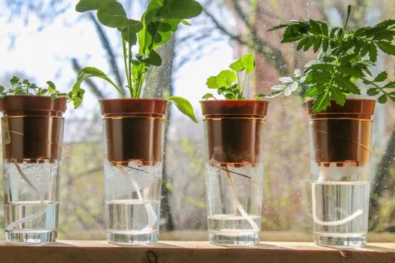 Fire små planter i brune plastpotter med vandreservoir under, rødder synlige i klart vand, stående på en solbelyst vindueskarm