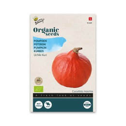 Øko græskarfrø Uchiki Kuri Buzzy Seeds Pose med økologiske græskarfrø Uchiki Kuri
