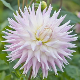 Økologisk dahlia 'Kiev XXL' - hvid/rosa, ekstra stor blomst | 1 løg - Florex Nærbillede af økologisk dahlia Kiev XXL med store hvide og lyserøde blomsterblade. Smuk som have- og snitblomst. Produkt: Økologisk Dahlia, Kiev XXL - 1 løg (Florex). Ikke vinterhårdfør, skal graves op før frost.