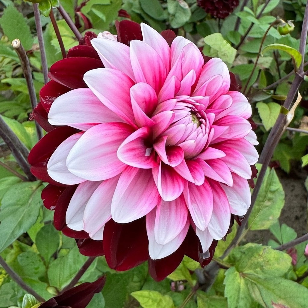 Premium Dahlia 'Daria in Love' - 2 løg | Florex Nærbillede af Premium dahlia 'Daria in Love' med store dekorative blomster i dyb lilla og pink, velegnet som snitblomst. Produkt: 2 løg fra Florex, plantet efter sidste frost og graves op før vinter.