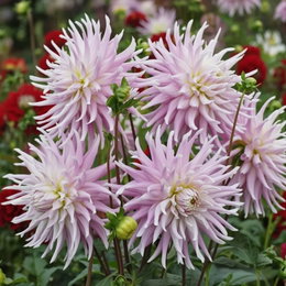 Økologisk Dahlia 'Kiev XXL' - 1 løg | Hvid/rosa, ekstra store blomster - Florex Økologisk Dahlia Kiev XXL, hvid/rosa med ekstra store fyldige blomster. Ideel i haven og som snitblomst. 1 løg fra Florex. Plant efter frost, grav op før vinter og opbevar tørt og køligt.
