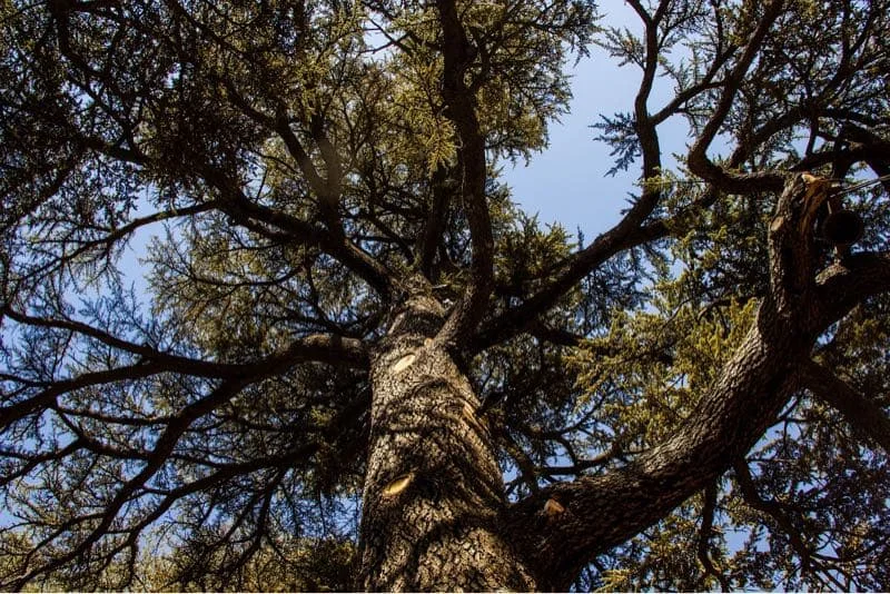 Kraftigt træ set nedefra med forgrenede grene mod blå himmel Nærbillede af et stort træ set nedefra med mørk bark og mange grene mod en klar blå himmel