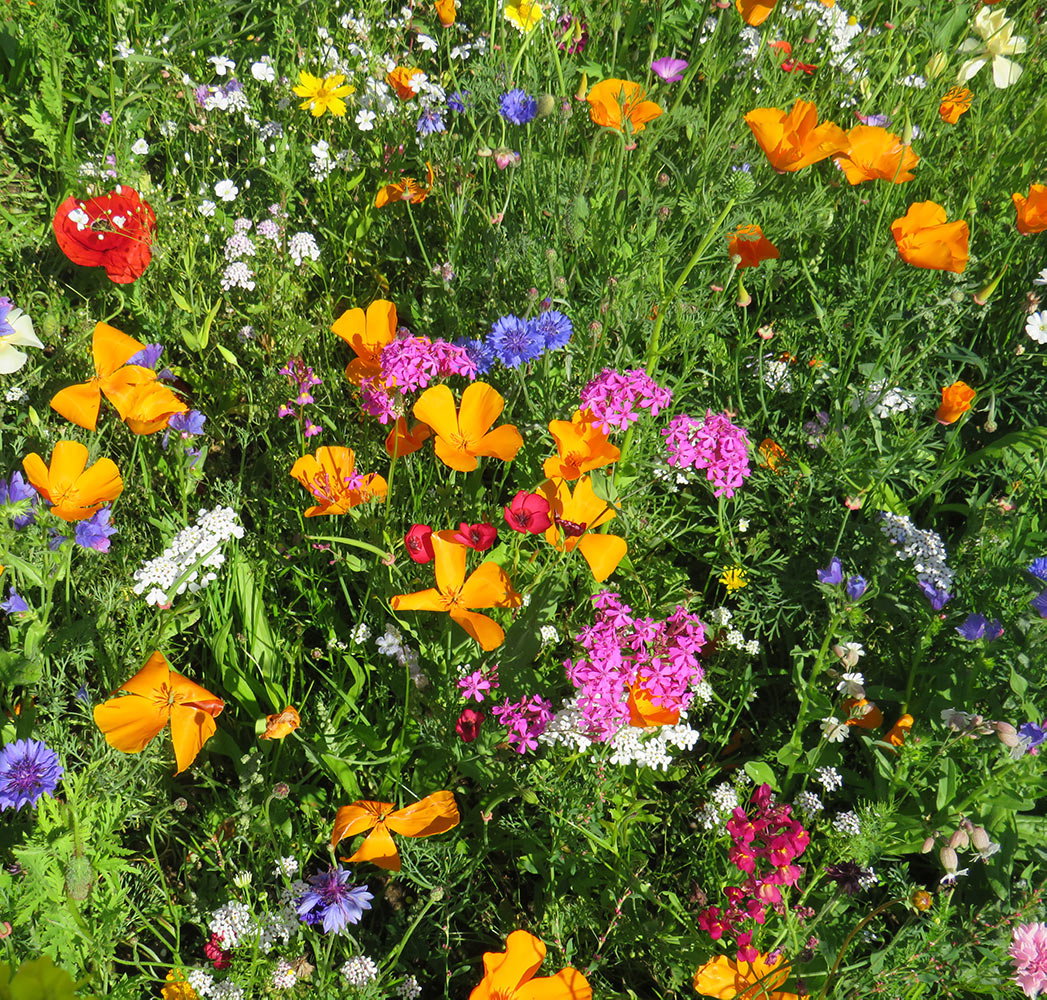 Blomsterblanding - Hurtig blanding, 30 m2