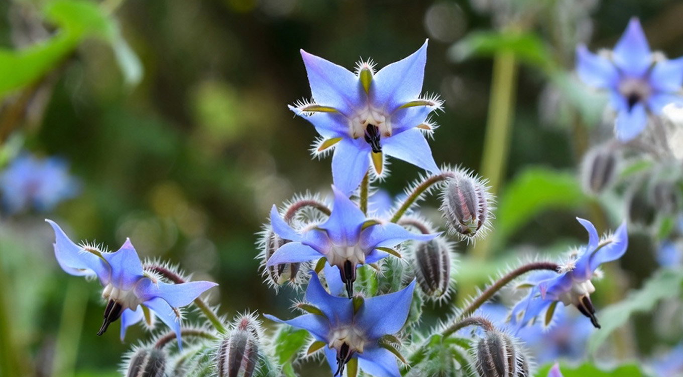 Blå stjerneformede blomster med hårede knopper, nærbillede Nærbillede af blå stjerneformede blomster med hårede knopper og grøn, sløret baggrund