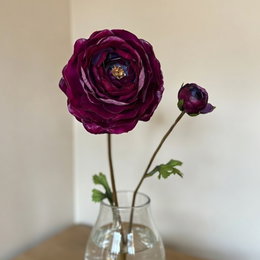Ranunkler blomsterløg, lilla - 12 stk. | Florex - smukke lilla ranunkler til haven og vaser To lilla ranunkelstængler i glasvase, én fuldt åben fyldt blomst og én knopp; ranunkler blomsterløg 12 stk. fra Florex, dekorative og velegnede til have og vaser