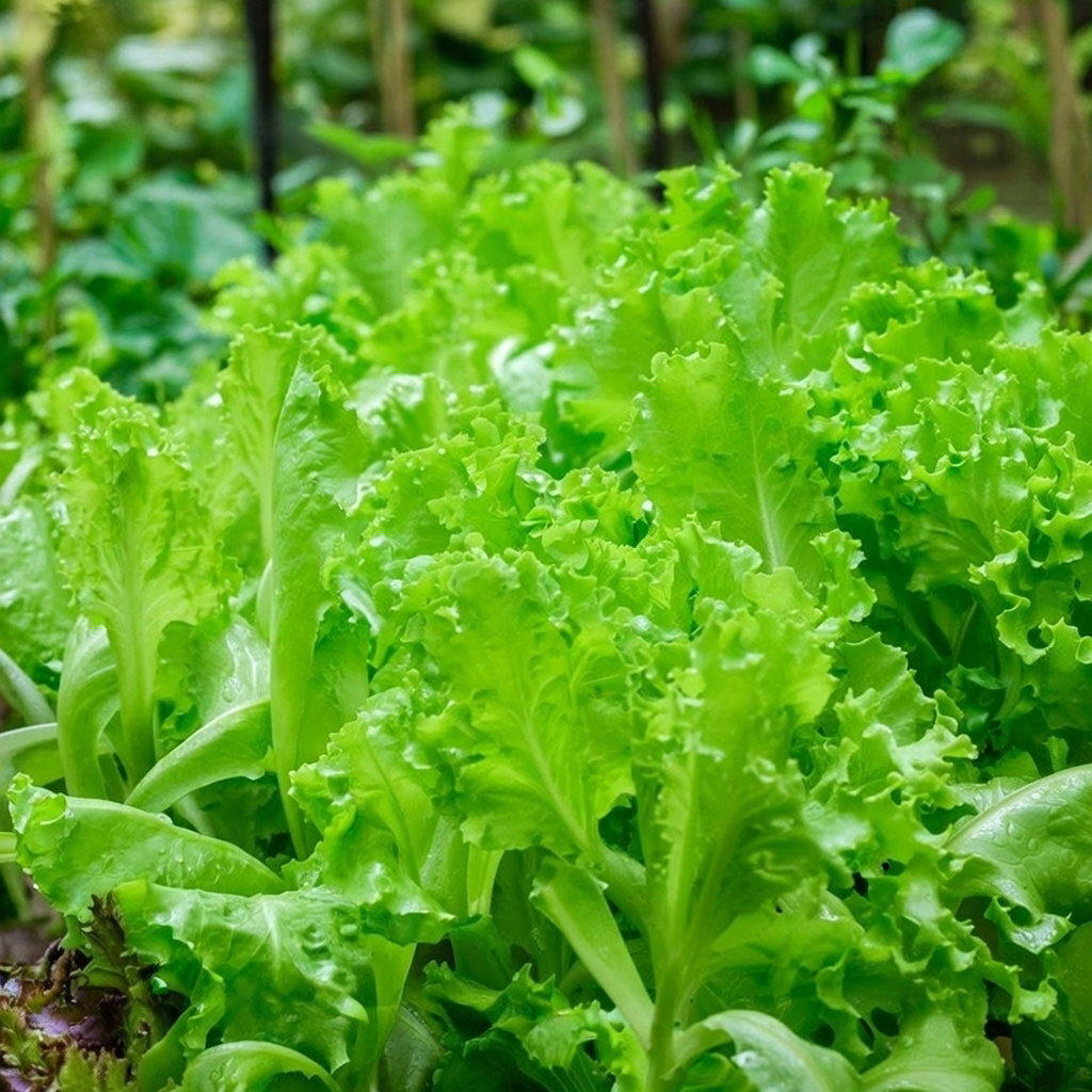 Bionda a faglia riccia pluksalat med grønne, tætte og krøllede blade, sprød tekstur. Økologiske frø fra Buzzy Organic, fleksibel til både kulde og sol, velegnet til drivhus eller udendørs dyrkning.