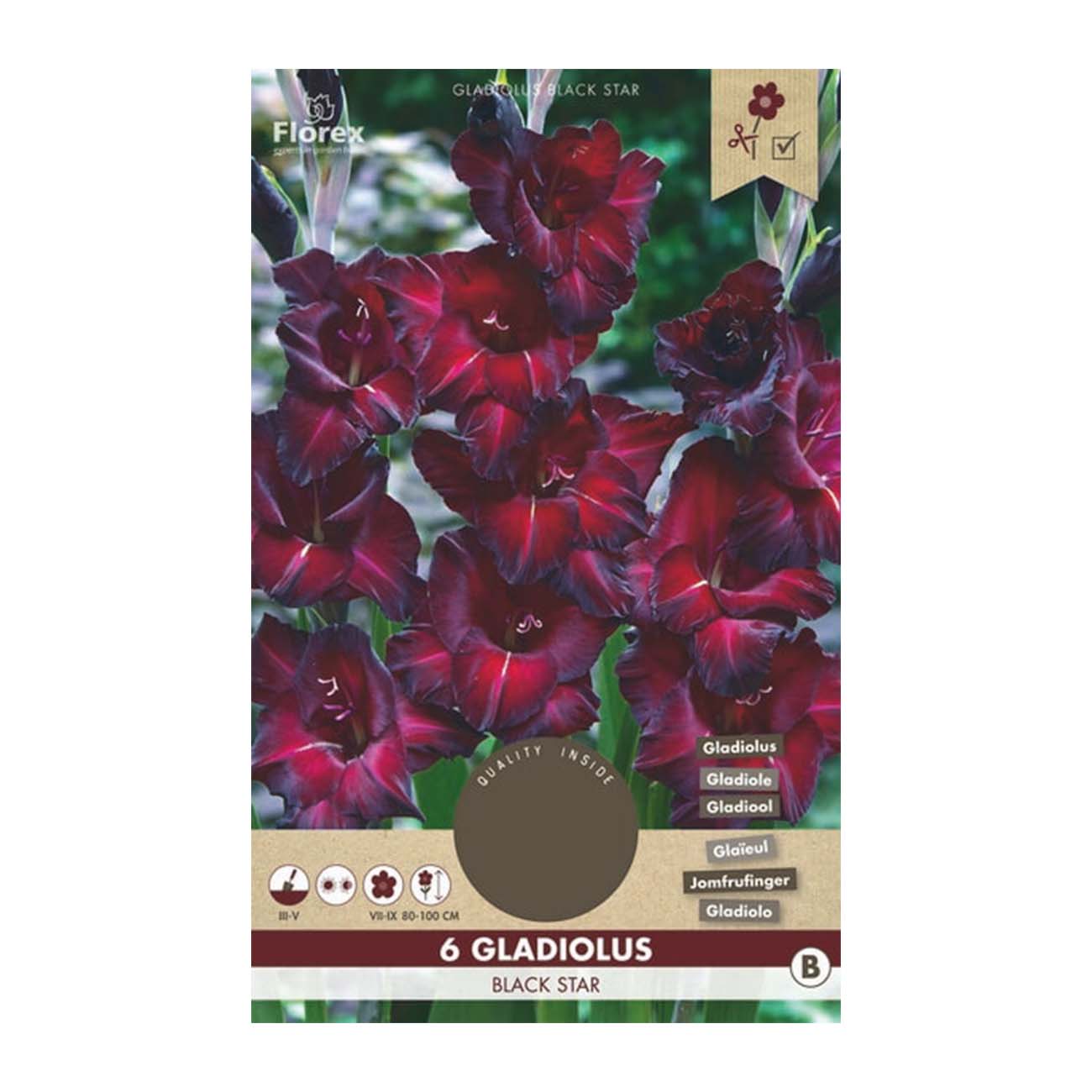 Pakke med 6 Gladiolus Black Star i mørkerød farve