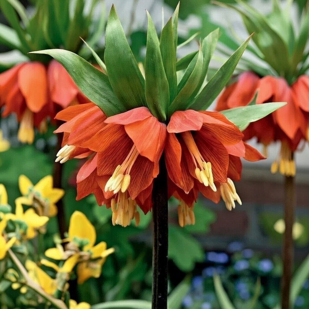 Kejserkrone 'Rubra' fra Sperli med store orangerøde, klokkeformede blomster og grøn top; flerårig kejserkrone, 5–10 blomster pr. stilk, velegnet til bed og plantekasse (løgvare)
