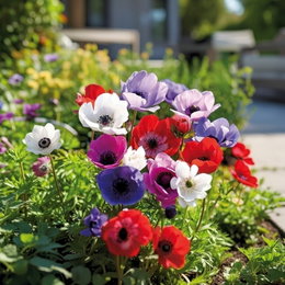 Anemone De Caen mix - 15 løg | Florex - farverige haveanemoner i rød, hvid og blå/lilla, blomstrer maj-aug, ca. 30 cm Billede af Anemone De Caen mix (15 løg) fra Florex med røde, hvide og blå/lilla blomster og sort midte i et bed; cirka 30 cm høje, velegnede til bede, krukker og snit, blomstring maj–aug