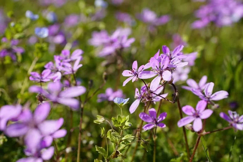 Nærbillede af lilla vilde blomster med en lille blå blomst i midten og grøn, sløret baggrund