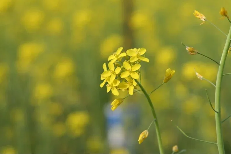 Gul rapsblomst på mark med sløret baggrund Nærbillede af en gul rapsblomst på grøn stilk med sløret mark af gule blomster i baggrunden