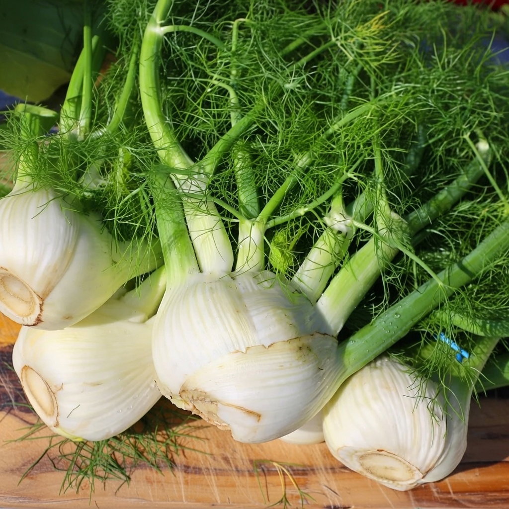 Nærbillede af friske knoldfennikel (Doux de Florence) med hvide løg og grønne skud. Økologisk sort til såning i køkkenhaven, mild og sød smag velegnet til rå eller tilberedt brug – Buzzy Organic frø.