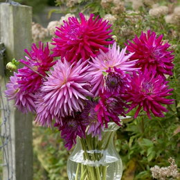Buket af Dahlia Cactus Orfeo (Florex) i glasvase med store kaktuslignende lyserøde og magenta blomster (op til 15 cm), lange stilke ideelle til snit og solrigt bed