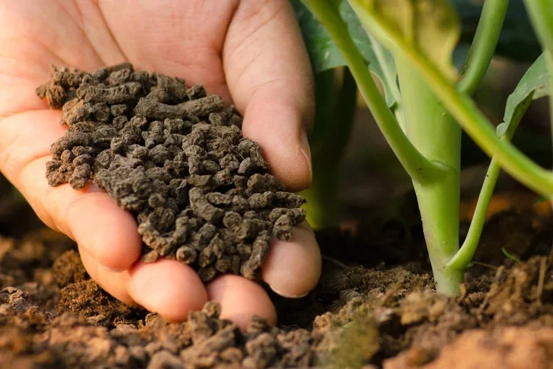 Hånd, der drysser mørke granulater af gødning i jorden tæt på en plantes rodstængel