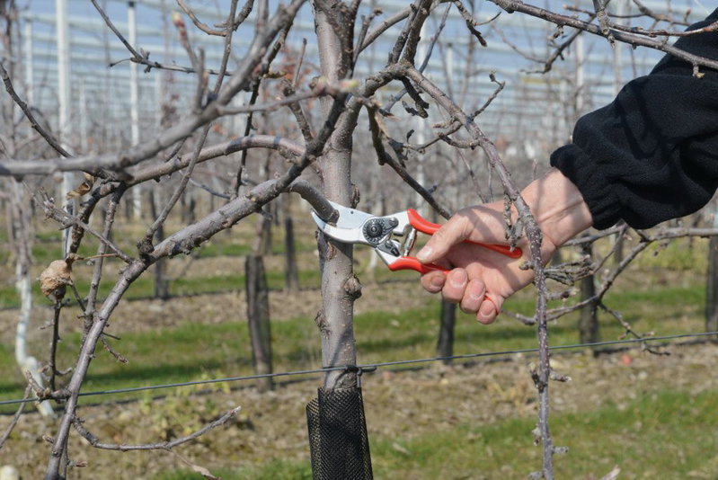 Beskæring af frugttræ med beskæresaks i frugtplantage Hånd holder røde beskæresakse og klipper en gren på et frugttræ i en plantage, træstamme med beskyttelse ved bunden synlig