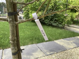 Ilex træ med planteskilt i haven Ungt ilex træ bundet til støttepæl med mærkeseddel