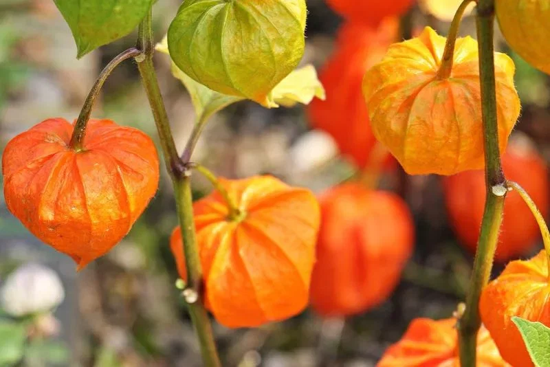 Physalis alkekengi (kinesisk lanterne) - orange dekorative kapsler til have og dekoration Nærbillede af orange kinesiske lanterner (Physalis alkekengi) hængende på stilke i haven
