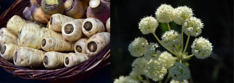 Persillerod i kurv med hvide blomster fra persillefamilien Nærbillede af friske persillerødder i en flettet kurv til venstre og hvide blomster i kugleformede skærme fra persillefamilien til højre