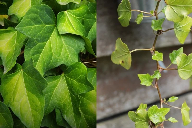 Efeu (Hedera) - nærbillede af grønt løv og klatrende ranker Nærbillede af grønne efeu-blade og tynde klatreranker mod en træbaggrund