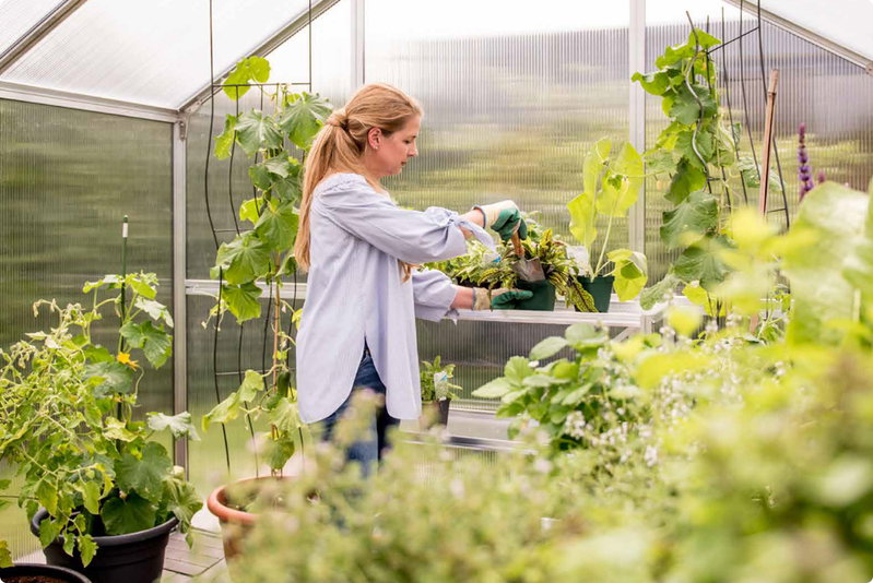 Kvinde planter potteplante i drivhus blandt grønne planter Kvinde iført havehandsker planter en potteplante på en hylde i et lyst drivhus omgivet af klatreplanter og urtepotter