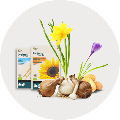 To økologiske frøposer med solsikkeillustration bagerst, forgrund med blomsterløg (påskelilje og krokus), flere sætteløg og knolde lagt på lyst underlag