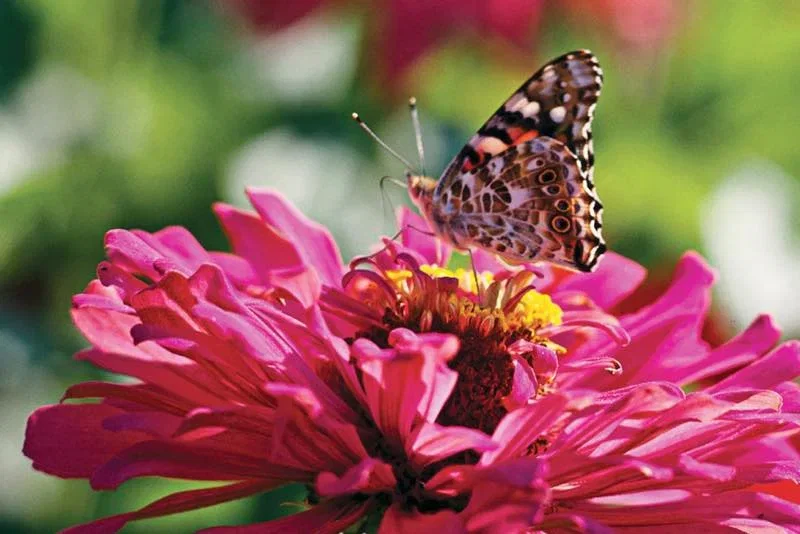 Nærbillede af en sommerfugl siddende på en pink zinnia blomst med detaljerede vinger og gul blomsterhjerte, udendørs havebillede