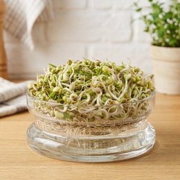 Økologiske mungbønnespirer frø - 30 g Økologiske mungbønnespirer frø - 30 g