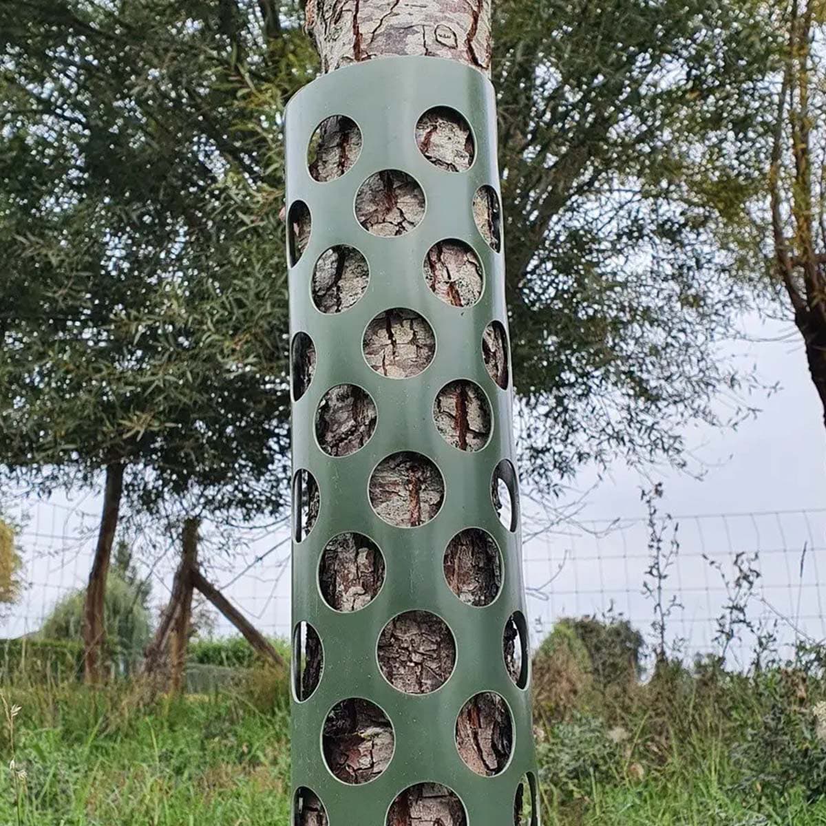 Plastik træbeskytter til unge træstammer Grøn perforeret træbeskytter omkring en træstamme