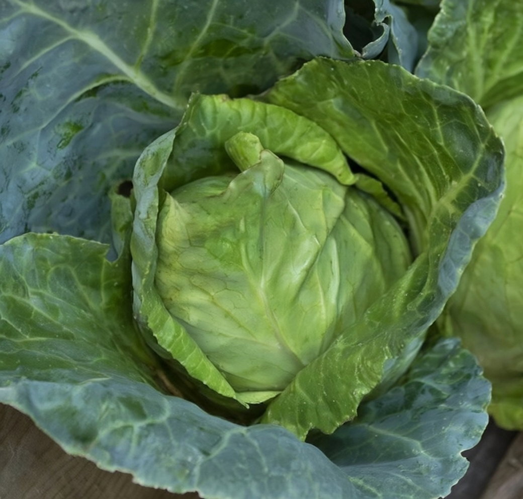 Nærbillede af økologisk spidskål Caraflex F1 med tæt, kegleformet hoved; velegnet til dampning, lynstegning, blanchering, wokretter og salater. Frø fra Buzzy Organic til dyrkning med anbefalet planteafstand 50 cm.