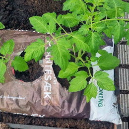 Tomatplante i plantesæk på terrasse Grøn tomatplante, plantet i plantesæk med jord