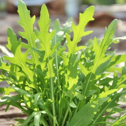 Økologisk Vild Rucola frø - Buzzy Organic | Krydrede rucola blade til salat og pizza Nærbillede af friske rucola blade dyrket fra Økologisk Vild Rucola frø, kraftig krydret smag, hurtigtvoksende og velegnet til salat og pizza - Buzzy Organic