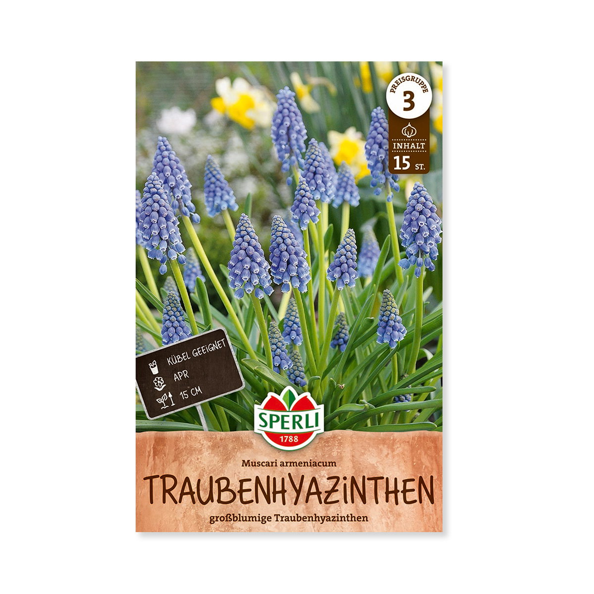 Pose med Muscari armeniacum druehyacinter til haven