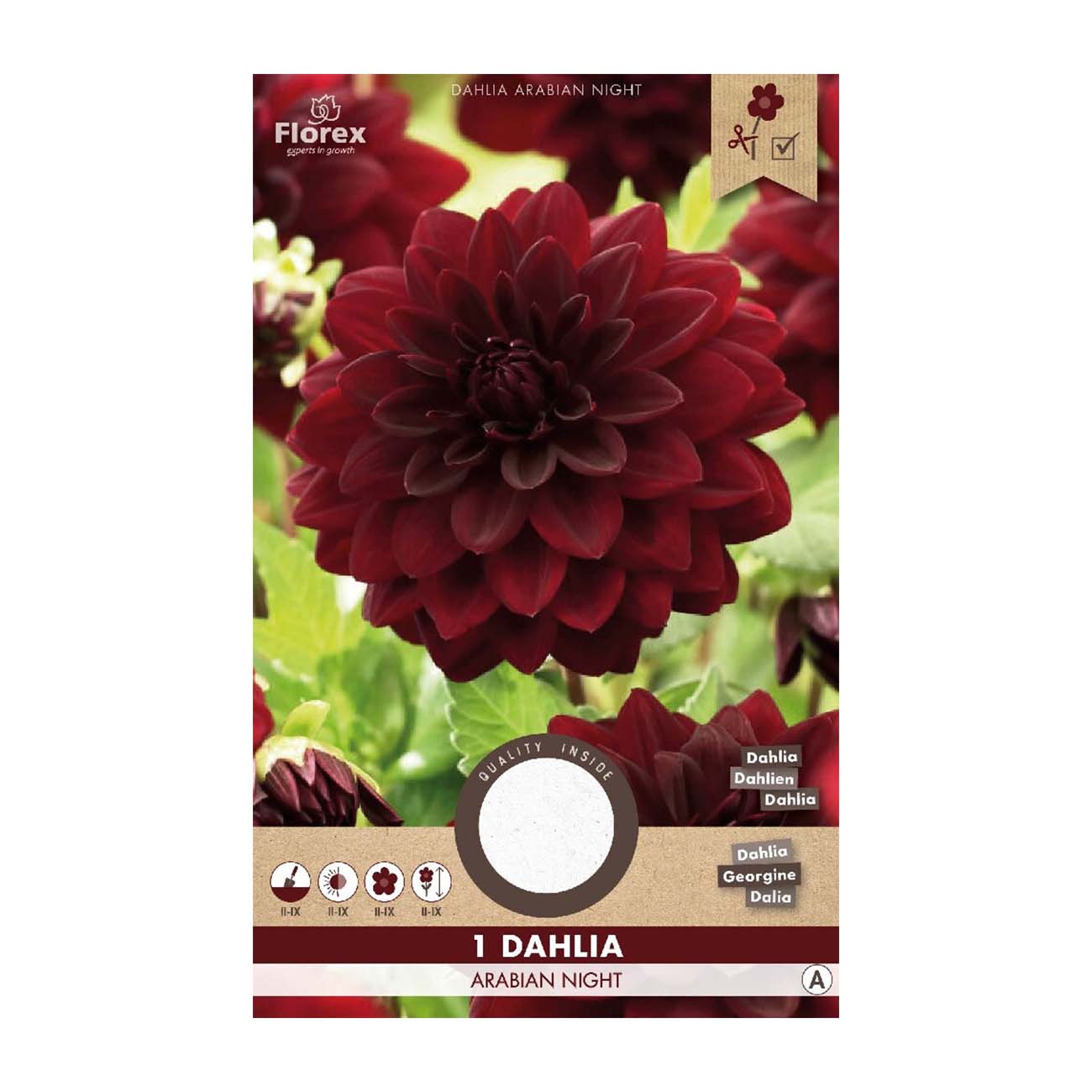 Mørkerød Dahlia ‘Arabian Night’ i fuldt flor