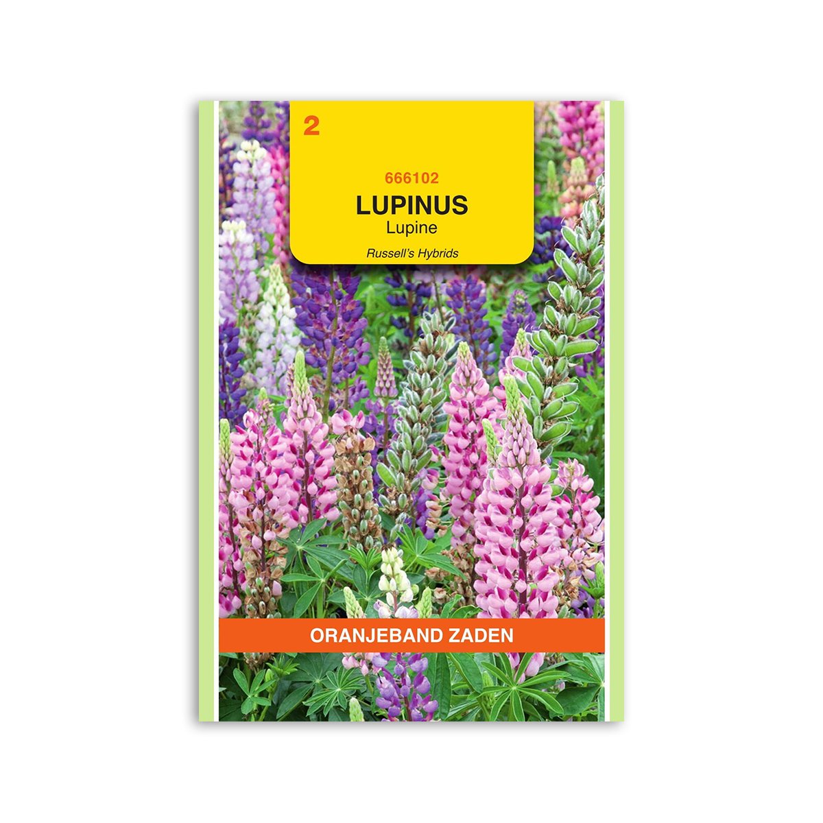 Lupin frø " Russell's hybrids mix" - Oranjeband
