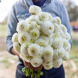 Dahlia 'Snowflake Pompon' - 1 løg | Florex | Hvide pompon-dahlia til have og snit Buket med hvide Snowflake Pompon dahliaer (Dahlia 'Snowflake Pompon') holdt af en person i haven, kompakte pomponblomster velegnet til have og snitblomster. Produkt: 1 løg fra Florex.