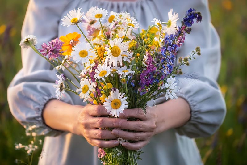 Vild blomsterbuket med margueritter, gule valmuer og lilla markblomster Nærbillede af person i lys kjole, der holder en buket vilde blomster med margueritter, gule blomster og lilla markblomster