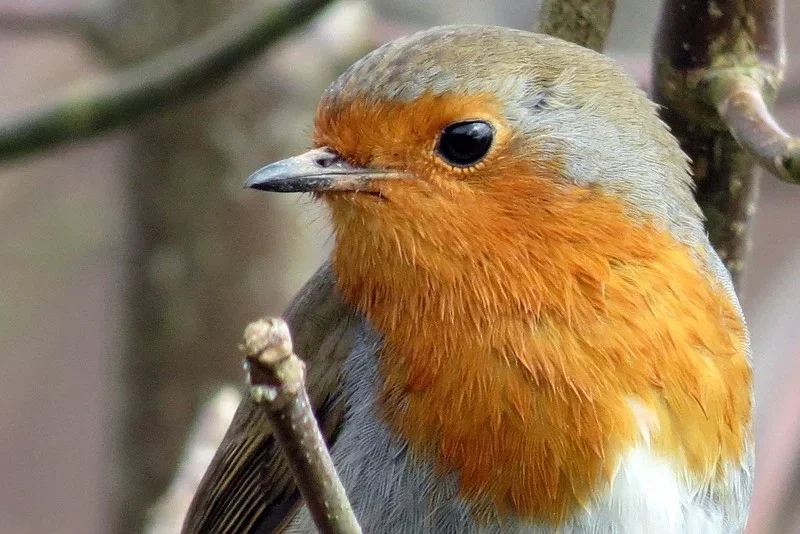 Nærbillede af rødhals (Erithacus rubecula) siddende på en gren Nærbillede af en rødhals med orange bryst og gråbrun fjerdragt, siddende på en gren med skarpt fokus på øjet