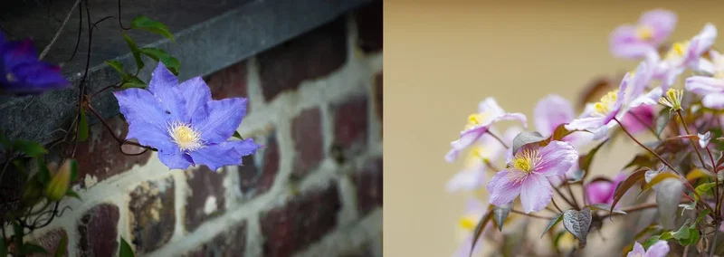 Blå og lyserøde klematisblomster ved mur To billeder af klematis: til venstre en blå klematis ved en murstensmur, til højre lyserøde klematisblomster med gule støvdrager og blød, neutral baggrund