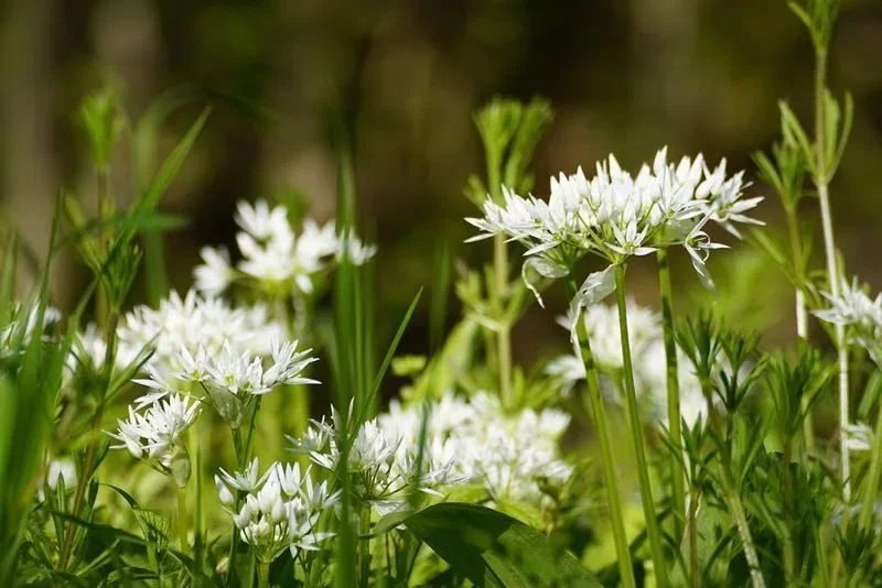 Ramsløgblomster - hvide stjerneformede blomster i grøn skovbund Nærbillede af hvide ramsløgblomster i grøn skovbund med sollys