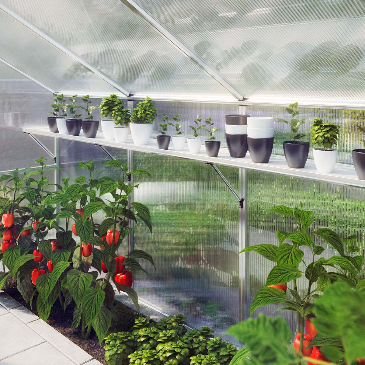 Indretning af drivhus med hylde og sunde planter