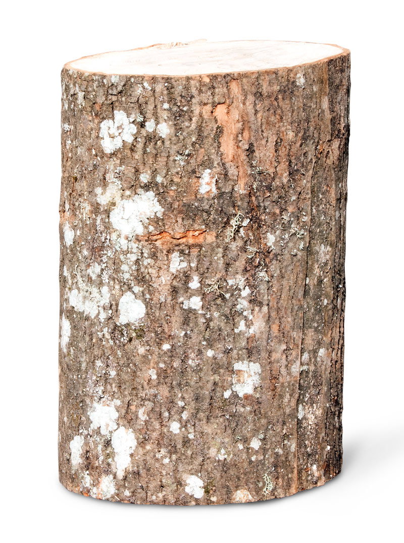Rund træstub af ubehandlet naturtræ