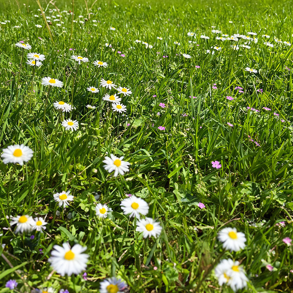 Grøn eng med hvide tusindfryd og små lyserøde blomster