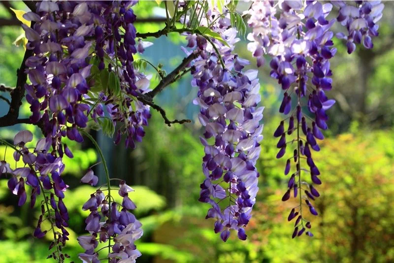Blåregn (wisteria) med hængende lilla blomsterklaser i solrig have Nærbillede af blåregn med lange hængende violet-lilla blomsterklaser foran grøn, solbelyst havebaggrund