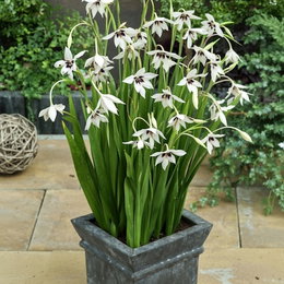 Hvid Acidanthera callianthus (Abessinsk gladiolus) i potte med mørk midte på blomsterne, ca. 70–75 cm høj; produktpakke: 60 løg fra Florex, velegnet til bede og buketter i solrigt, veldrænet jord